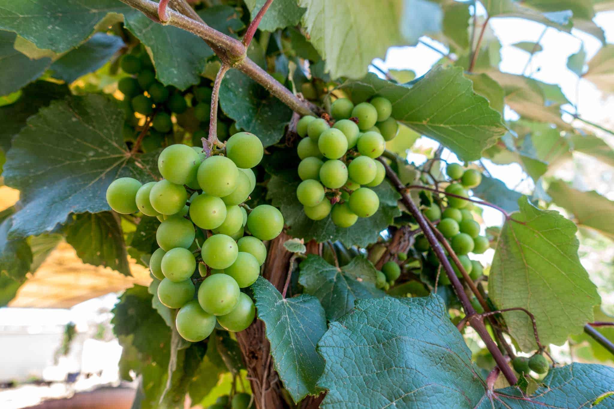 White grapes on a grapevine