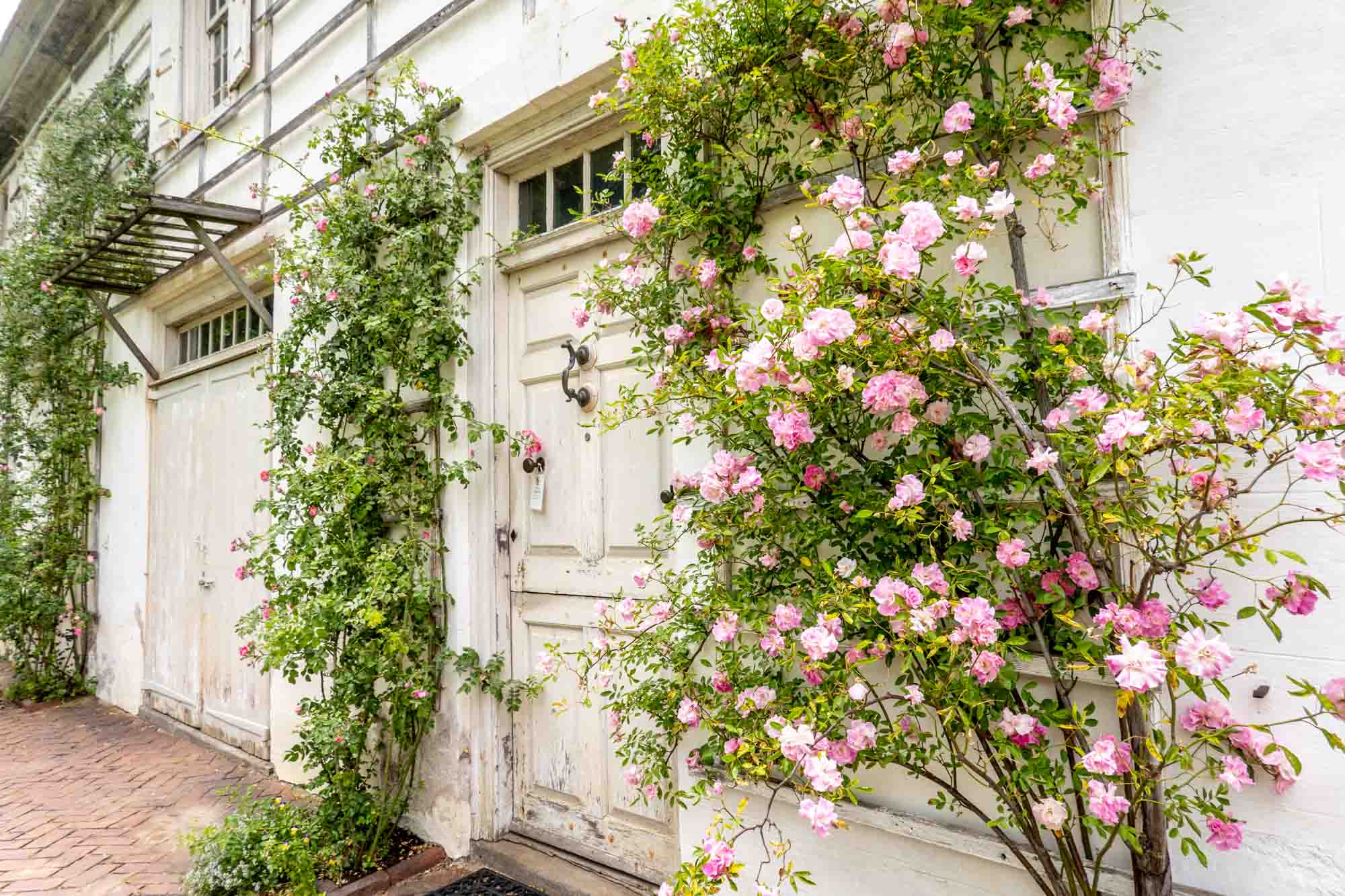 Roses on trellises growing up the outside of a house.