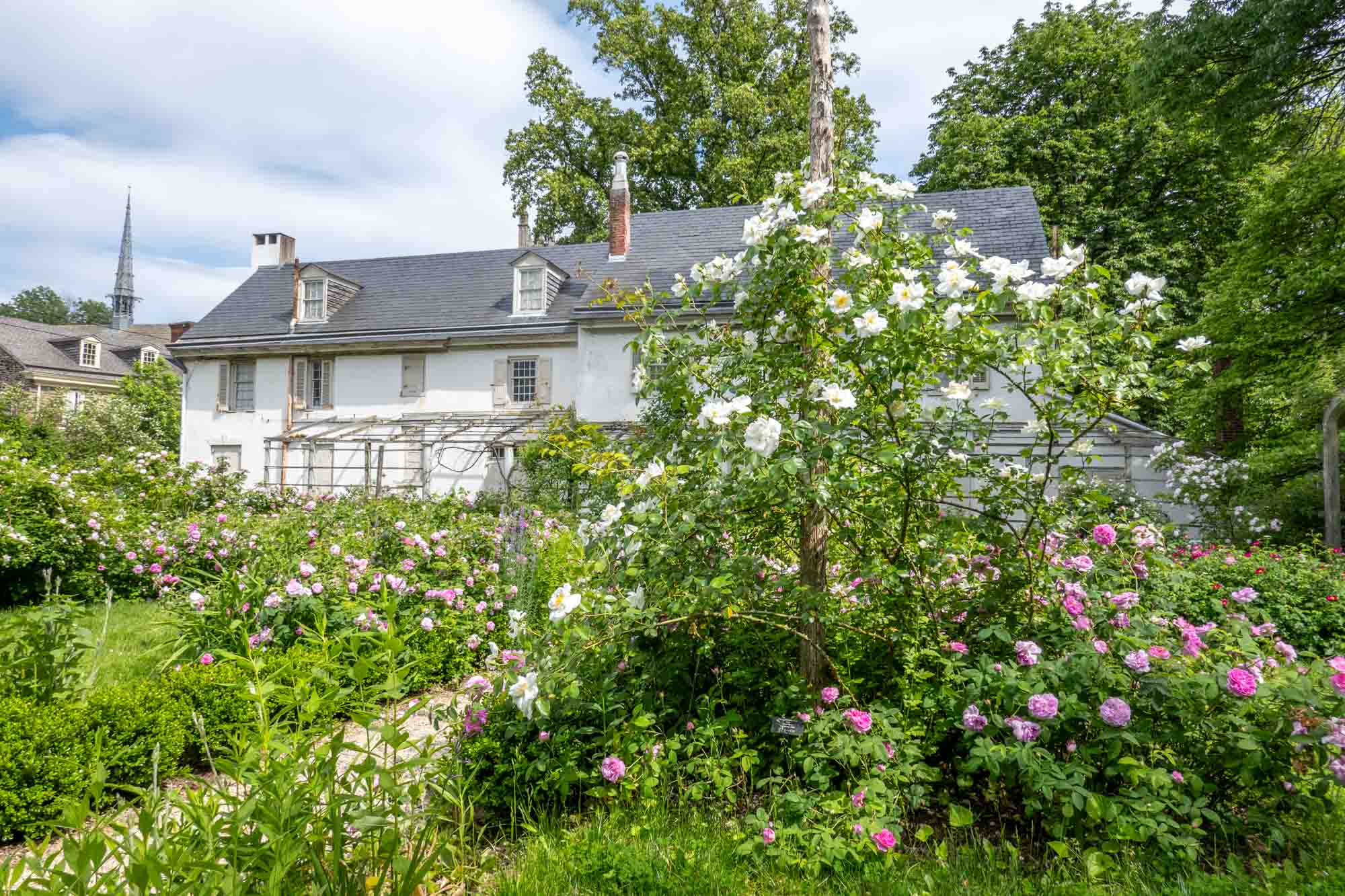 Large rose bushes in a garden outside a house.