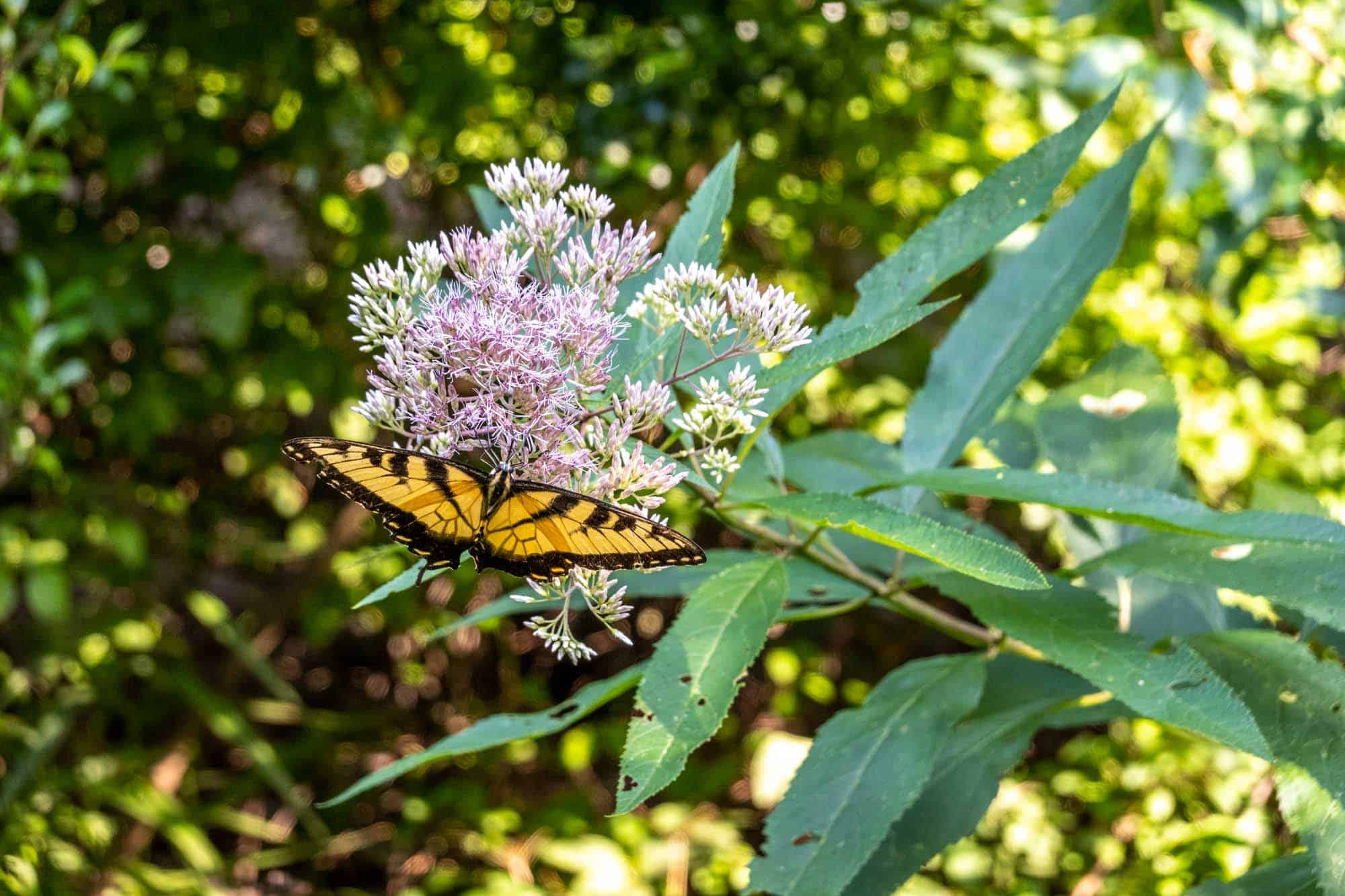 Butterfly on flower