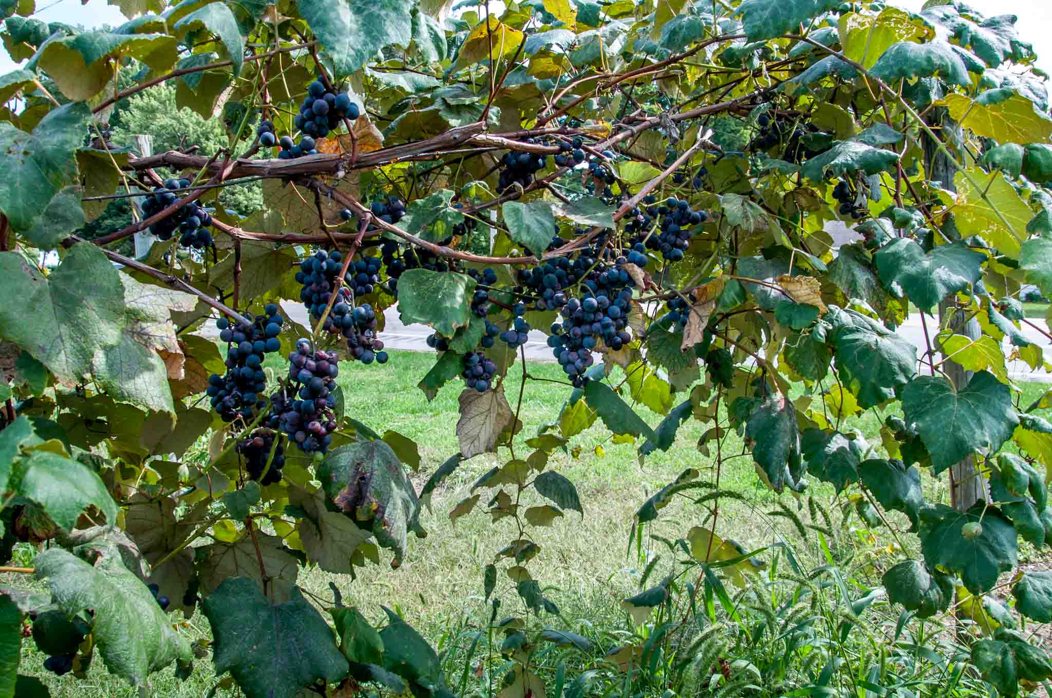 Red grapes on a grapevine